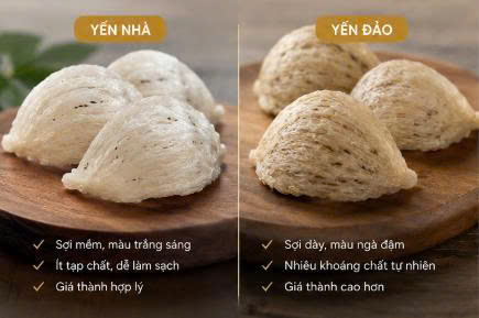 Yến Nhà Và Yến Đảo – So Sánh Chất Lượng Yến Nhà Và Yến Đảo Chi Tiết